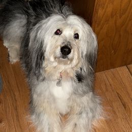 Harleen - Aussiedoodle
