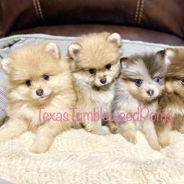 Pomeranian Puppies from Texas Tumbleweed Poms