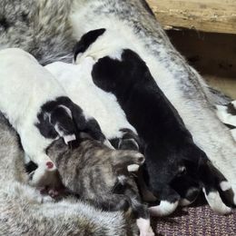 Girl 2W - Brindle female Central Asian Shepherd Dog puppy in Michigan from Guardian Dog