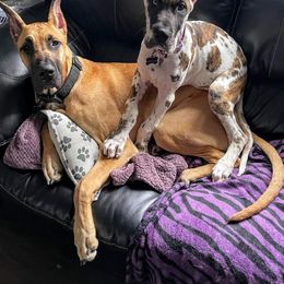 Great Dane Puppies from F&B Kennels