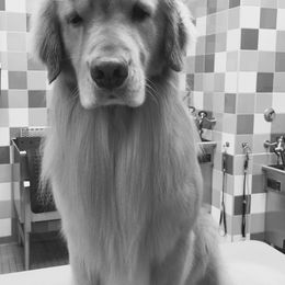 Golden Retriever All Grown Up from Firefly Cottage Golden Retrievers