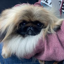 Mitzi - Pekingese