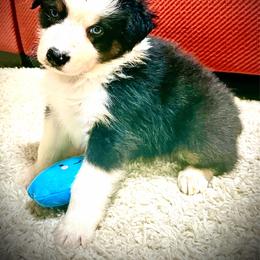 N - Black tri-color male Australian Shepherd puppy in Lynnville, Indiana from Moonlightaussies