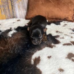 Ellie - Black and tan female Yorkshire Terrier puppy in Tulsa, Oklahoma from Conns Cuddly Canines
