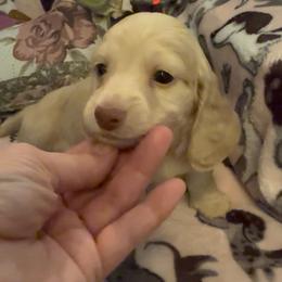 Orange collar-Hidden Dapple - Cream male Dachshund puppy in Mt. Pleasant, Texas from The Spotted Doxie