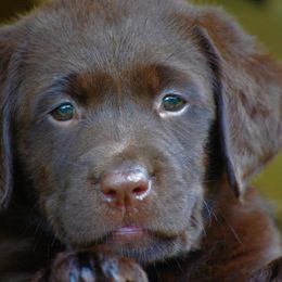 Labrador Retriever Puppies from Cove Labradors
