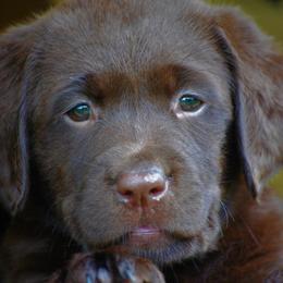 Labrador Retriever Puppies from Cove Labradors