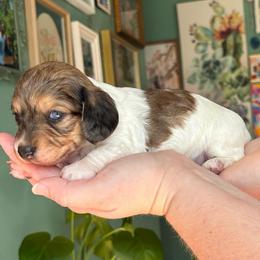 Clover - Dapple female Dachshund puppy in Jacksonville, North Carolina from Lizzie’s Doxies