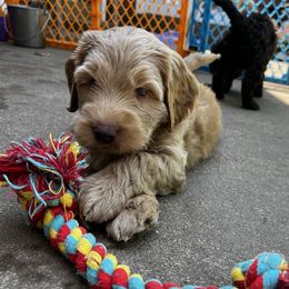 Australian Labradoodle Puppies from Gateway Australian Labradoodles