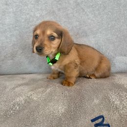 Dachshund Puppies from Krazy Acre Farm