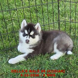 DELLA'S MALE 5 - Black and white male Siberian Husky puppy in Manilla, Iowa from Bruck's Siberian Huskies