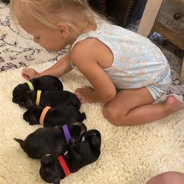 Miniature Schnauzer Puppies from Black Gold Miniature Schnauzers