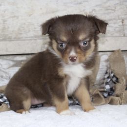 Ginger - Red merle Miniature Australian Shepherd puppy in Paris, Texas from Kuttin’ Up Mini Aussies