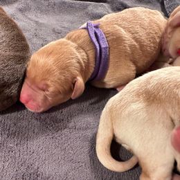 Purple Girl - Yellow female Labrador Retriever puppy in Rock Hill, South Carolina from North Star Retrievers