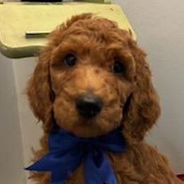 Boy 4 - Red  Poodle puppy in Columbus, Ohio from VanPoodles