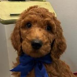 Boy 4 - Red  Poodle puppy in Columbus, Ohio from VanPoodles