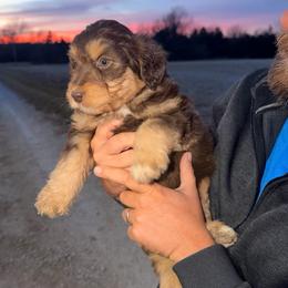 Leela - Brown and white female Aussiedoodle puppy in Warrensburg, Missouri from Dreamer Ridge Puppies