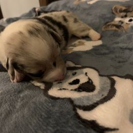 American Corgi Puppies from Mac-Kuz Kennels