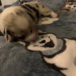 American Corgi Puppies from Mac-Kuz Kennels