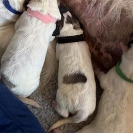 Black collar male - White and badger male Great Pyrenees puppy in Fair Grove, Missouri from Allen Wags & Woolies