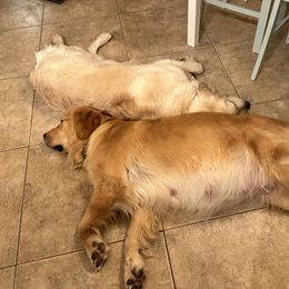 Golden Retriever Puppies from Verona Goldens