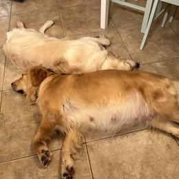 Golden Retriever Puppies from Verona Goldens
