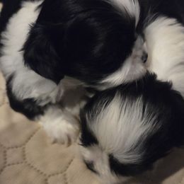 Shihpoos and Shih Tzus from SweetTee's Shih Tzus LLC