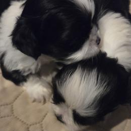 Shihpoos and Shih Tzus from SweetTee's Shih Tzus LLC