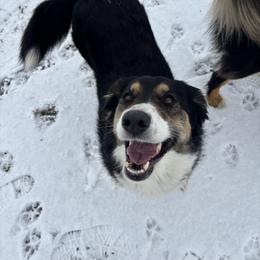 Daisy - Black tri-color female Australian Shepherd puppy in Midvale, Idaho from Canyon River Aussies