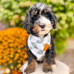 Pumpkin - Tri-color male Bernedoodle puppy in Ammon, Idaho from Little Stone Bernedoodles