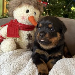 Blue boy - Black and mahogany male Rottweiler puppy in Auburn, California from Vom Haus Flores