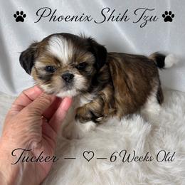 Tucker - Gold and white male Shih Tzu puppy in Hayden, Idaho from Phoenix Shih Tzu