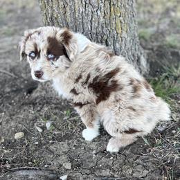 Darla - Red merle female Australian Shepherd puppy in Hubbard, Texas from Poston Paddock Aussies LLC