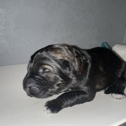 Rhae  pink collar - Sable female German Shepherd puppy in Winterport, Maine from Vom Stevens Old Fashioned German Shepherds