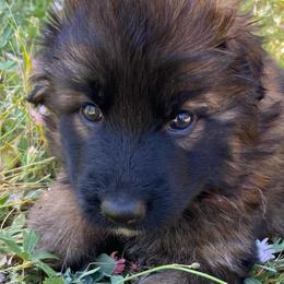 Lovi - Sable female German Shepherd puppy in Cave Junction, Oregon from Faith Shepherds