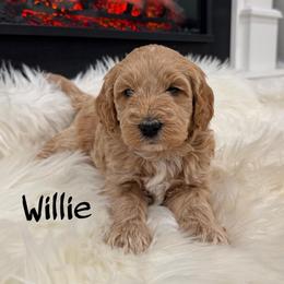 Willie - Apricot male Goldendoodle puppy in Nortonville, Kentucky from Deb’s KY Doodles