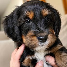 Santana - Tri-color male Bernedoodle puppy in Little Rock, Arkansas from Darlin’s Doodles