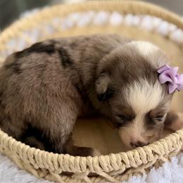 Purple - Blue merle female Miniature Australian Shepherd puppy in 32046, Florida from River Hill Ranch