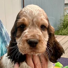 Petrie - Black white and tan male English Springer Spaniel puppy in Livingston, Montana from Yellowstone Springers