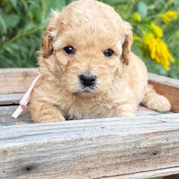 Sam - Red  female Goldendoodle puppy in Zeeland, Michigan from Dandelion Lane Doodles