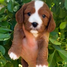 AJ - Red male Cavapoo puppy in Salt Lake City, Utah from SunnySide Mini Doodles