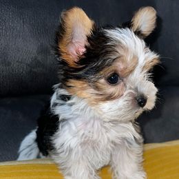 Girl 2 - Parti Yorkshire Terrier puppy in Cleveland, Ohio from My Exotic Yorkies LLC