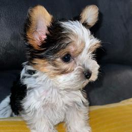 Girl 2 - Parti Yorkshire Terrier puppy in Cleveland, Ohio from My Exotic Yorkies LLC