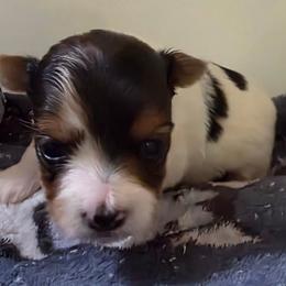 Girl 1 - Parti female Yorkshire Terrier puppy in White Pigeon, Michigan from Kathys Yorkie and Shih-tzu Cuties