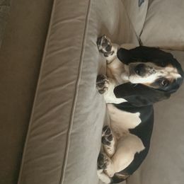 Basset Hounds from Jelly Belly Bassets