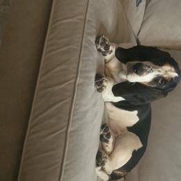 Basset Hounds from Jelly Belly Bassets