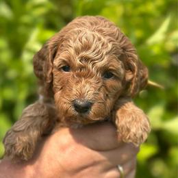 Justice - Red  female Poodle puppy in Herriman, Utah from Shaggy Mountain Pups LLC
