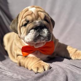 Ozzy - Red male Bulldog puppy in Lakeland, Florida from Fur Love And Puppies