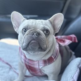 Chai - French Bulldog
