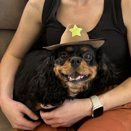 Cavalier King Charles Spaniels and Cavapoos from Snowy Peaks Cavaliers